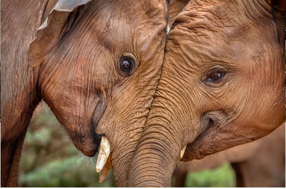 Daphne Sheldrick Elephant Orphanage